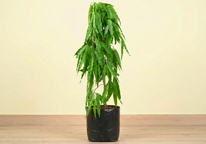 Ashoka Plant